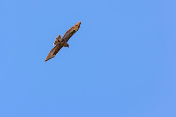 Buzzard flying at a the sky