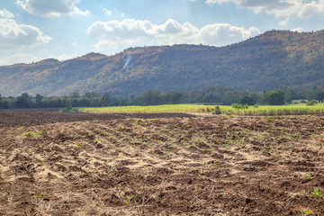 Sugarcane field with mountain and blue sky