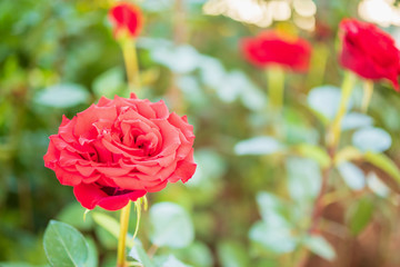 Beautiful red roses flower in the garden