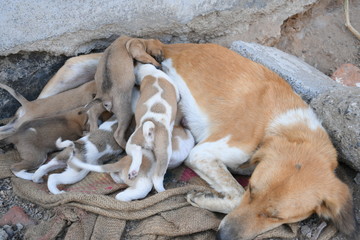 Dog, Puppy, Feeding Milk