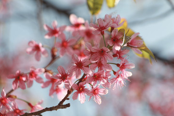 Pink flower spring blossom background. Beautiful nature scene with blooming tree and blue sky.