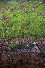 Japanese maple small leaves on water and moss 