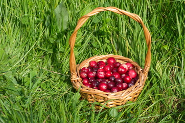 Ripe cranberries in a basket on the green grass