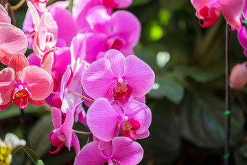 Beautiful Phalaenopsis Orchid flower blooming in garden floral background