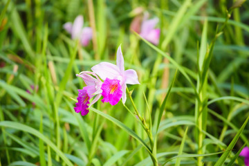 Beautiful Orchid flower blooming in garden floral background