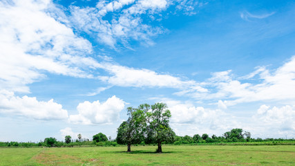 Big tree in the middle of the meadow