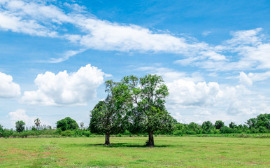 Big tree in the middle of the meadow