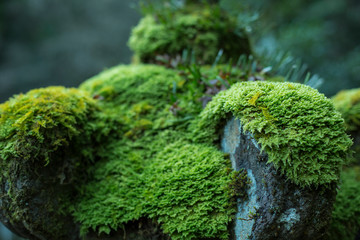 Close up, Japanese lantern, moss 
