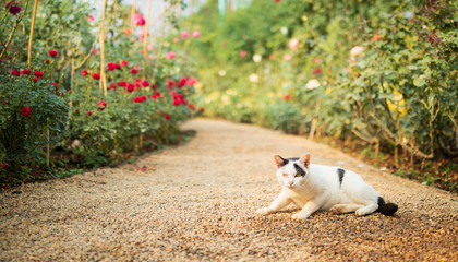 Naklejka na ściany i meble cat in beautiful rose garden
