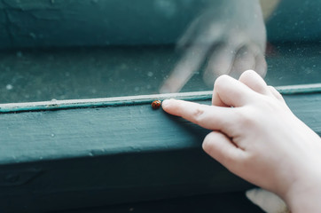 Baby 's hand touches little ladybug crawling over window sill. © Irina84