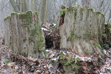old stump