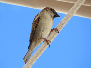 Sparrow on rope