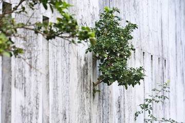 white walls with plants hanging perfect for background