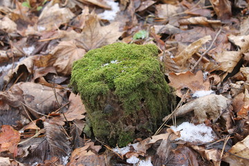 small stump