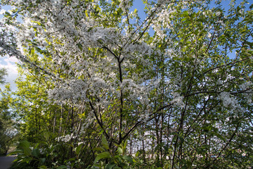 Fototapeta premium Shrub blooming cherry with white flowers