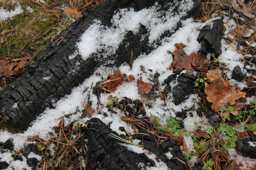 charred branch