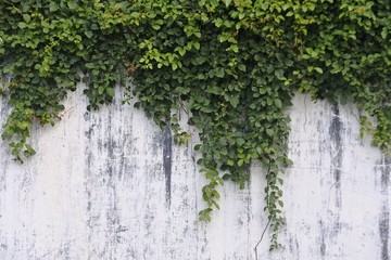 white walls with plants hanging perfect for background