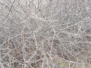 Deaf thickets of shrubs. Texture and background of gray dry branches. Impassable slums of wood. Natural fencing