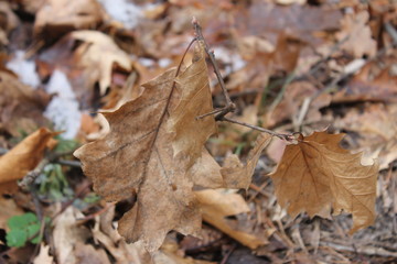  leaves