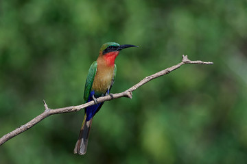 Red-throated bee-eater (Merops bulocki)