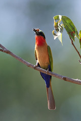 Red-throated bee-eater (Merops bulocki)