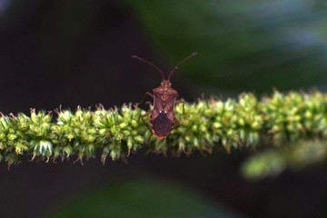 brown ladybugs stick to flowers
