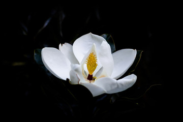 stigma and petals of a white flower in focus