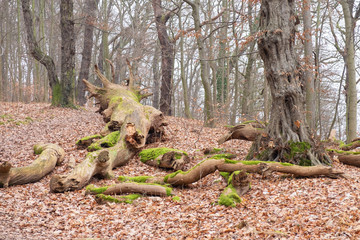 Totholz in einem Buchenwald im Winter ohne Schnee