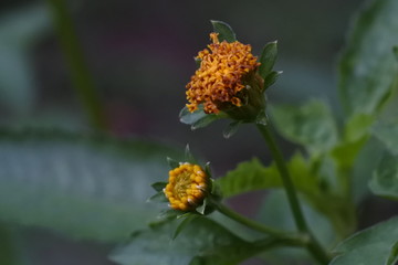 Beautiful flowers on unidentified plant species