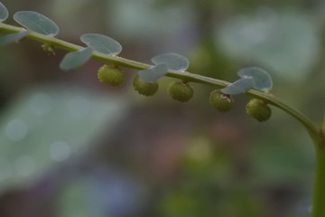 water dew sticks to the leaves