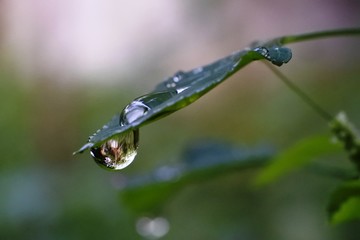 Fototapeta na wymiar water dew sticks to the leaves
