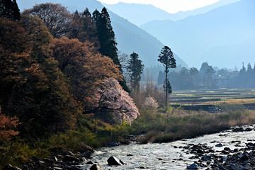早朝の飛騨川と桜