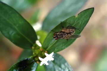 flies perch on the leaves