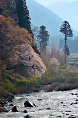 早朝の飛騨川と桜