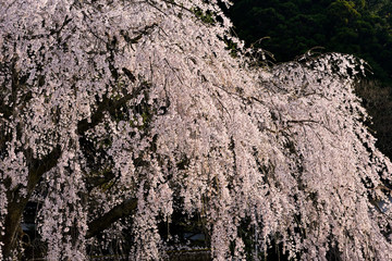 満開の森山神社の枝垂れ桜