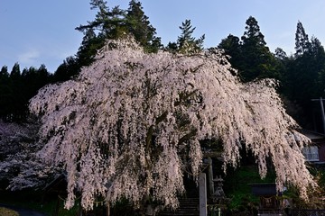 満開の森山神社の枝垂れ桜