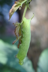 green caterpillars attached to the flower buds