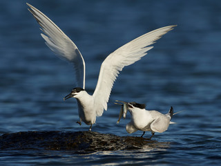 Sandwich tern (Thalasseus sandvicensis)