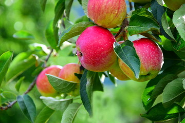 Apfelbaum - rote saftige Äpfel