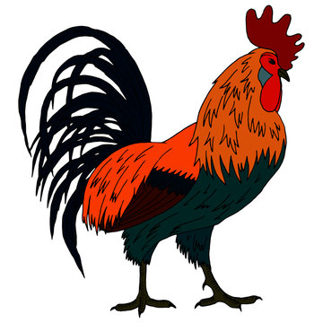 drawing of a rooster in bright colors, isolate on a white background