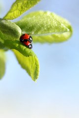 pair of ladybugs together on a green leaf bask in the sun close-up. life is beautiful when you are together