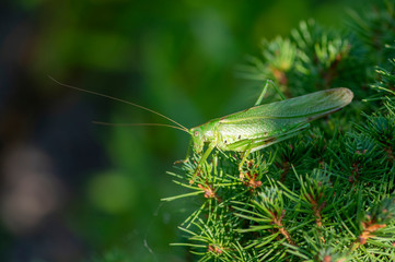 Tettigonia viridissima female sitting on the needles branches, great green bush-cricket beautiful animal posing in daylight