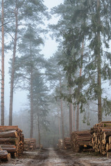 Fototapety na wymiar - Fototapeta24.pl
