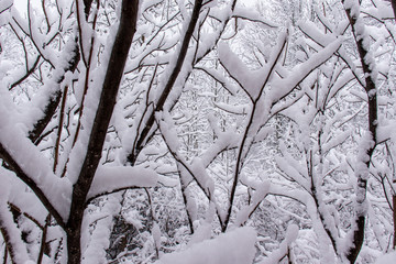 Blizzard Branches Full of Snow