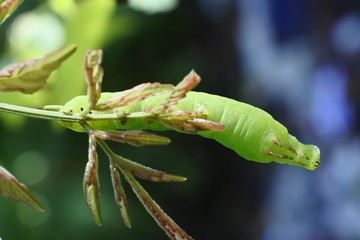 green caterpillars attached to the flower buds