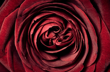 Red rose macro close-up and top view. Love and romance flower background