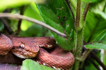 Portrait of Eyelash palm pit viper (Bothriechis schlegelii) or oropel. Volcano Arenal forest, Costa Rica.