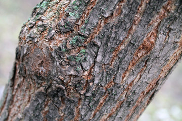 Fototapeta na wymiar Close-up of moss on a tree bark