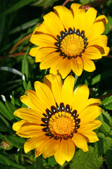 yellow gazania