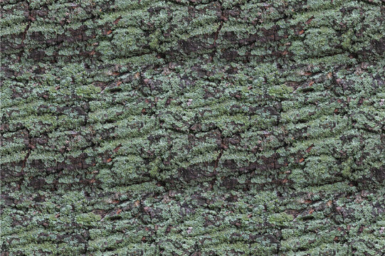 texture of bark of tree  with green moss